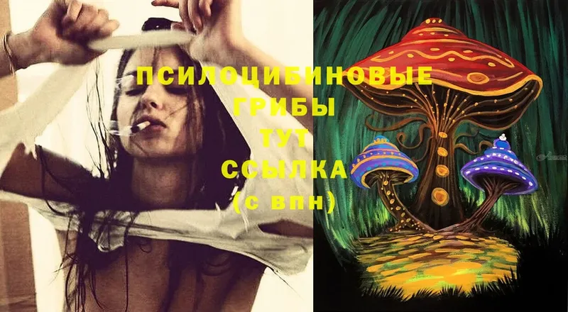 Галлюциногенные грибы Psilocybe  Сольвычегодск 